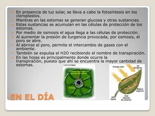    En presencia de luz solar, se lleva a cabo la fotosíntesis en los
    cloroplastos.
   Mientras en las estomas se generan glucosa y otras sustancias.
   Estas sustancias se acumulan en las células de protección de los
    estomas.
   Por medio de osmosis el agua llega a las células de protección.
   Al aumentar la presión de turgencia provocada, por osmosis, el
    poro se abre.
   Al abrirse el poro, permite el intercambio de gases con el
    ambiente.
   También se expulsa el H2O recibiendo el nombre de transpiración.
   En las hojas es principalmente donde ocurre la
    transpiración, puesto que ahí se encuentra la mayor cantidad de
    estomas.




EN EL DÍA
 