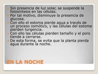    Sin presencia de luz solar, se suspende la
    fotosíntesis en las células.
   Por tal motivo, disminuye la presencia de
    glucosa.
   Con ello el estoma pierde agua a través de
    un proceso osmótico, y las células del estoma
    pierden turgencia.
   Con ello las células pierden tamaño y el poro
    tiende a cerrarse.
   De esta forma, se evita que la planta pierda
    agua durante la noche.




EN LA NOCHE
 