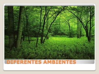  Reciben el nombre de
  HIDROFITAS, aquellas plantas que viven
  en ambientes muy húmedos
 Como: el tule, y el lirio acuático.


 Se llaman MESÓFITAS, las plantas que
  son completamente terrestres, pero viven
  en un ambiente húmedo promedio.
 Como: Pinos, hayas, liquidámbares, etc.



DIFERENTES AMBIENTES
 