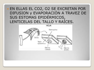    EN ELLAS EL CO2, O2 SE EXCRETAN POR
    DIFUSION y EVAPORACIÓN A TRAVEZ DE
    SUS ESTOMAS EPIDÉRMICOS,
    LENTICELAS DEL TALLO Y RAÍCES.
 