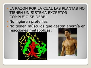  LA RAZON POR LA CUAL LAS PLANTAS NO
  TIENEN UN SISTEMA EXCRETOR
  COMPLEJO SE DEBE:
 No ingieren proteínas
 No tienen músculos que gasten energía en
  reacciones metabólicas.
 