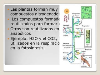 Las plantas forman muy pocos
  compuestos nitrogenados.
 Los compuestos formados, son
  reutilizados para formar otras sustancias.
 Otros son reutilizados en procesos
  anabólicos
 Ejemplo: H2O y el CO2, los cuales son
  utilizados en la respiración y reutilizados
  en la fotosíntesis.
 