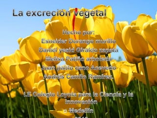 Excreción vegetales