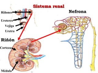 Sistema renal
Riñones                     Nefrona

Ureteres
   Vejiga
   Uretra

Riñón
Corteza




Médula
 