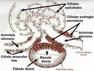 Células
                                epiteliales

                                 Células yuxtaglo
                                 merulares


                                         Arteriola
Arteriala                                aferente
eferente




Célula muscular        Macula
      lisa              densa

       Túbulo distal
 