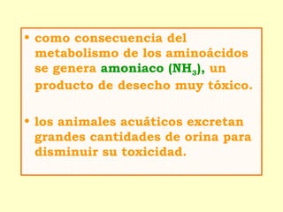 • como consecuencia del
  metabolismo de los aminoácidos
  se genera amoniaco (NH3), un
  producto de desecho muy tóxico.

• los animales acuáticos excretan
  grandes cantidades de orina para
  disminuir su toxicidad.
 