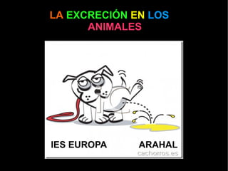 LA   EXCRECIÓN   EN   LOS   ANIMALES IES EUROPA ARAHAL 