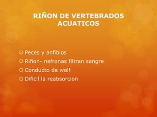 Excrecion celula a animales | PPTX