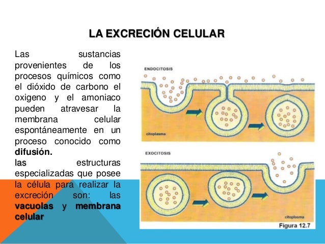 La medicina contra el hongo de las uñas trosud
