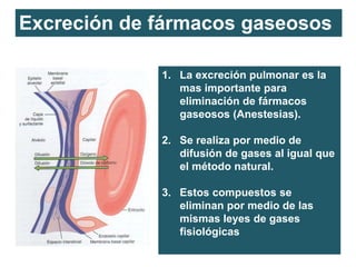 Excreción de fármacos gaseosos
1. La excreción pulmonar es la
mas importante para
eliminación de fármacos
gaseosos (Anestesias).
2. Se realiza por medio de
difusión de gases al igual que
el método natural.
3. Estos compuestos se
eliminan por medio de las
mismas leyes de gases
fisiológicas
 