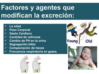 Factores y agentes que
modifican la excreción:
 La edad
 Peso Corporal
 Gasto Cardiaco
 Cantidad de nefronas
 Cambio de PH en la orina
 Segregación biliar
 Compactación de heces
 Frecuencia respiratoria en gases
 
