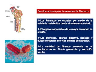 Consideraciones para la excreción de fármacos
 