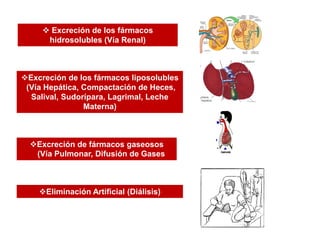  Excreción de los fármacos
hidrosolubles (Vía Renal)
Excreción de los fármacos liposolubles
(Vía Hepática, Compactación de Heces,
Salival, Sudorípara, Lagrimal, Leche
Materna)
Excreción de fármacos gaseosos
(Vía Pulmonar, Difusión de Gases
Eliminación Artificial (Diálisis)
 