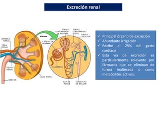 Excreción renal
 Principal órgano de excreción
 Abundante irrigación
 Recibe el 25% del gasto
cardiaco
 Esta vía de excreción es
particularmente relevante por
fármacos que se eliminan de
forma inalterada o como
metabolitos activos.
 