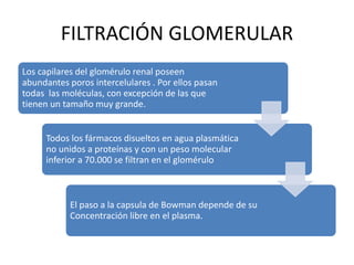 FILTRACIÓN GLOMERULAR
Los capilares del glomérulo renal poseen
abundantes poros intercelulares . Por ellos pasan
todas las moléculas, con excepción de las que
tienen un tamaño muy grande.
Todos los fármacos disueltos en agua plasmática
no unidos a proteínas y con un peso molecular
inferior a 70.000 se filtran en el glomérulo
El paso a la capsula de Bowman depende de su
Concentración libre en el plasma.
 