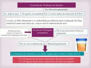 Excreción de Productos de desecho

Por filtración glomerular
Se mide la urea 7-18 mg/dl y la creatinina 0.6-1.2 como índice de retención de P.D.N.
La urea, se filtra libremente y es reabsorbida por difusión pasiva (depende del flujo
urinario).Cuanto mas lento sea , mayor será la reabsorción de urea.

Proteínas de dieta
sangre en el tracto G.I.
Aumento de la degradación de tejido

Se elevara Nitrógeno
no proteico

De lo que desciende la filtración
glomerular

Sin ser esto evidencia de un filtración glomerular

La clearence de creatinina es un medio seguro para evaluar el índice de F.G.
14 a 26 mg por kg de masa corporal por día para los hombres.
11 a 20 mg por kg de masa corporal por día para las mujeres.

 