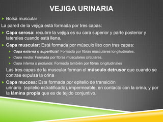 VEJIGA URINARIA
 Bolsa muscular
La pared de la vejiga está formada por tres capas:
 Capa serosa: recubre la vejiga es su cara superior y parte posterior y
  laterales cuando está llena.
 Capa muscular: Está formada por músculo liso con tres capas:
    Capa externa o superficial: Formada por fibras musculares longitudinales.
    Capa media: Formada por fibras musculares circulares.
    Capa interna o profunda: Formada también por fibras longitudinales

  Las tres capas de la muscular forman el músculo detrusor que cuando se
  contrae expulsa la orina
 Capa mucosa: Esta formada por epitelio de transición
  urinario (epitelio estratificado), impermeable, en contacto con la orina, y por
  la lámina propia que es de tejido conjuntivo.
 