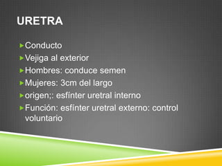 URETRA

Conducto
Vejiga al exterior
Hombres: conduce semen
Mujeres: 3cm del largo
origen;: esfínter uretral interno
Función: esfínter uretral externo: control
 voluntario
 
