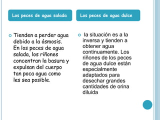  Tienden a perder agua
debido a la ósmosis.
En los peces de agua
salada, los riñones
concentran la basura y
expulsan del cuerpo
tan poca agua como
les sea posible.
 la situación es a la
inversa y tienden a
obtener agua
continuamente. Los
riñones de los peces
de agua dulce están
especialmente
adaptados para
desechar grandes
cantidades de orina
diluida
Los peces de agua salada Los peces de agua dulce
 