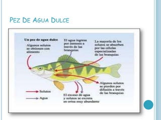 PEZ DE AGUA DULCE
 
