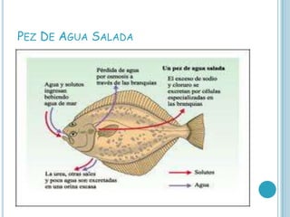 PEZ DE AGUA SALADA
 