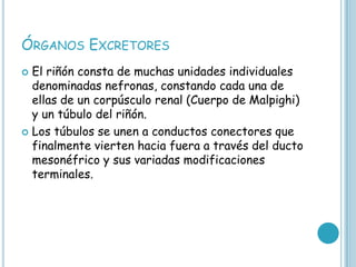 ÓRGANOS EXCRETORES
 El riñón consta de muchas unidades individuales
denominadas nefronas, constando cada una de
ellas de un corpúsculo renal (Cuerpo de Malpighi)
y un túbulo del riñón.
 Los túbulos se unen a conductos conectores que
finalmente vierten hacia fuera a través del ducto
mesonéfrico y sus variadas modificaciones
terminales.
 