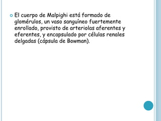  El cuerpo de Malpighi está formado de
glomérulos, un vaso sanguíneo fuertemente
enrollado, provisto de arteriolas aferentes y
eferentes, y encapsulado por células renales
delgadas (cápsula de Bowman).
 