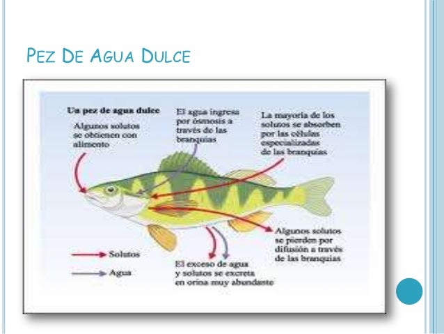 Excrecion En Peces Karito