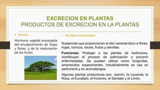 EXCRECION EN PLANTAS
PRODUCTOS DE EXCRECION EN LA PLANTAS
• Etinelo:
Hormona vegetal encargada
del envejecimiento de hojas
y flores, y de la maduración
de los frutos.
• Aceites esenciales:
Sustancias que proporcionan el olor característico a flores,
hojas, troncos, raíces, frutos y semillas.
Funciones: Proteger a las plantas de herbívoros,
contribuyen el proceso de polinización o provenir
enfermedades. Se pueden utilizar como fungicidas,
amanecidos expectorantes. Industrialmente se usa en
perfumería y en aromaterapia.
Algunas plantas productoras son: Jazmín, la Lavanda, la
Rosa, el Eucalipto, el Incienso, el Sándalo y el Limón.
 