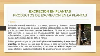 EXCRECION EN PLANTAS
PRODUCTOS DE EXCRECION EN LA PLANTAS
• Látex:
Sustancia natural constituida por ceras, grasas y diversas resinas
gomosas. Se encuentra en unos canales especializados de las plantas
que lo producen, llamados canales laticíferos. El látex es excretado
para prevenir el ingreso de microorganismos que pueden causar
enfermedades, o para evitar la salida excesiva de savia cuando las
plantas sufren algún tipo de corte o herida.
El látex producido por las plantas Euphorbia canariensis y Caloptropis
gigantea, es toxico, se usa para la pesca o para envenenar flechas
destinadas a la casa de animales; y del látex de Achras sapota se
extrae el chicle, sustancia masticable de gran importancia comercial.
 
