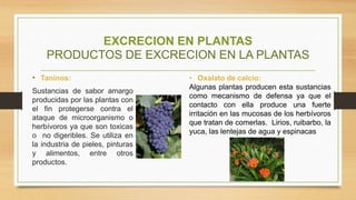EXCRECION EN PLANTAS
PRODUCTOS DE EXCRECION EN LA PLANTAS
• Taninos:
Sustancias de sabor amargo
producidas por las plantas con
el fin protegerse contra el
ataque de microorganismo o
herbívoros ya que son toxicas
o no digeribles. Se utiliza en
la industria de pieles, pinturas
y alimentos, entre otros
productos.
• Oxalato de calcio:
Algunas plantas producen esta sustancias
como mecanismo de defensa ya que el
contacto con ella produce una fuerte
irritación en las mucosas de los herbívoros
que tratan de comerlas. Lirios, ruibarbo, la
yuca, las lentejas de agua y espinacas
 