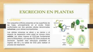 EXCRECION EN PLANTAS
• Las Estomas:
Son pequeños orificios presentes en las superficies de
las hojas, principalmente en el envés. Están
conformados por dos grandes células denominadas
oclusivas y sus células acompañantes.
Las células oclusivas se abren y se cierran y el
espacio de separación entre estas se conoce como
ostiolo, por estos ingresa el CO2,gas fundamental
para la fotosíntesis y se expulsa O2 como producto de
excreción. También esta estructura posibilitan el
ingreso del O2 y la salida de CO2 para realizar el
proceso de respiración.
 