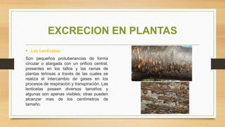 EXCRECION EN PLANTAS
• Las Lenticelas:
Son pequeños protuberancias de forma
circular o alargada con un orificio central,
presentes en los tallos y las ramas de
plantas leñosas a través de las cuales se
realiza el intercambio de gases en los
procesos de respiración y transpiración. Las
lenticelas poseen diversos tamaños y
algunas son apenas visibles; otras pueden
alcanzar mas de los centímetros de
tamaño.
 