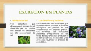 EXCRECION EN PLANTAS
• Glándulas de sal
Son estructuras que
almacenan el exceso de sal
absorbido por las plantas
que crecen en ambientes
con alta concentración de
sal.
• Los Osmóforos y nectarios:
Los Osmóforos son estructuras que
excretan aceites volátiles, sustancias
encargadas de producir el olor
característico de algunas plantas.
Los nectarios son estructuras
presentes principalmente en las
flores de las plantas que producen el
néctar que atrae a los insectos y las
aves para favorecer el proceso de
polinización.
 