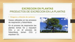 EXCRECION EN PLANTAS
PRODUCTOS DE EXCRECION EN LA PLANTAS
• Oxigeno y dióxido de carbono
Gases utilizados en los procesos
de respiración y fotosíntesis.
En el proceso de respiración las
plantas tomas O2 y expulsan
CO2 y en el proceso de
fotosíntesis toman CO2 y
expulsan O2.
 