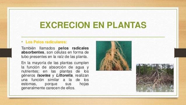 Una palabra: como activar el metabolismo