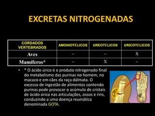 EXCRETAS NITROGENADAS

 CORDADOS
                     AMONIOTÉLICOS      UREOTÉLICOS   URICOTÉLICOS
VERTEBRADOS

  Aves                                                   X
Mamíferos*                                   X            
• * O ácido úrico é o produto nitrogenado final
  do metabolismo das purinas no homem, no
  macaco e em cães da raça dálmata. O
  excesso de ingestão de alimentos contendo
  purinas pode provocar o acúmulo de cristais
  de ácido úrico nas articulações, ossos e rins,
  conduzindo a uma doença reumática
  denominada GOTA.
 