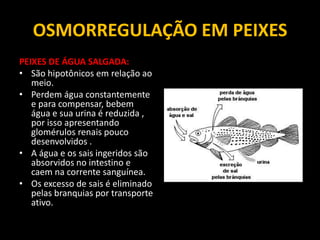 OSMORREGULAÇÃO EM PEIXES
PEIXES DE ÁGUA SALGADA:
• São hipotônicos em relação ao
   meio.
• Perdem água constantemente
   e para compensar, bebem
   água e sua urina é reduzida ,
   por isso apresentando
   glomérulos renais pouco
   desenvolvidos .
• A água e os sais ingeridos são
   absorvidos no intestino e
   caem na corrente sanguínea.
• Os excesso de sais é eliminado
   pelas branquias por transporte
   ativo.
 