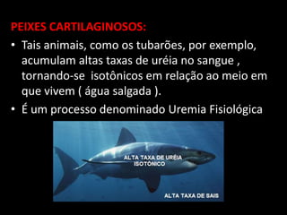 PEIXES CARTILAGINOSOS:
• Tais animais, como os tubarões, por exemplo,
  acumulam altas taxas de uréia no sangue ,
  tornando-se isotônicos em relação ao meio em
  que vivem ( água salgada ).
• É um processo denominado Uremia Fisiológica
 