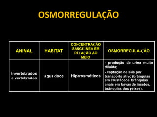 OSMORREGULAÇÃO

                            CONCENTRAÇÃO
                            SANGÜÍNEA EM
  ANIMAL         HABITAT     RELAÇÃO AO
                                              OSMORREGULA-ÇÃO
                                MEIO
                                             - produção de urina muito
                                             diluída;
Invertebrados                                - captação de sais por
                Água doce   Hiperosmóticos   transporte ativo (brânquias
e vertebrados
                                             em crustáceos, brânquias
                                             anais em larvas de insetos,
                                             brânquias dos peixes).
 
