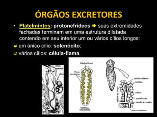 ÓRGÃOS EXCRETORES
• Platelmintos: protonefrídeos  suas extremidades
  fechadas terminam em uma estrutura dilatada
  contendo em seu interior um ou vários cílios longos:
 um único cílio: solenócito;
 vários cílios: célula-flama.
 