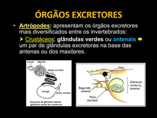 ÓRGÃOS EXCRETORES
• Artrópodes: apresentam os órgãos excretores
  mais diversificados entre os invertebrados:
   Crustáceos: glândulas verdes ou antenais 
  um par de glândulas excretoras na base das
  antenas ou dos maxilares.
 