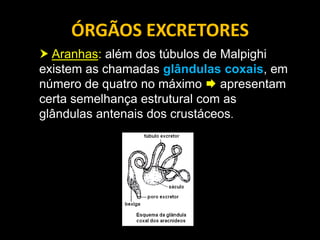ÓRGÃOS EXCRETORES
 Aranhas: além dos túbulos de Malpighi
existem as chamadas glândulas coxais, em
número de quatro no máximo  apresentam
certa semelhança estrutural com as
glândulas antenais dos crustáceos.
 
