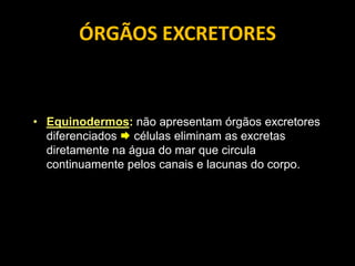 ÓRGÃOS EXCRETORES


• Equinodermos: não apresentam órgãos excretores
  diferenciados  células eliminam as excretas
  diretamente na água do mar que circula
  continuamente pelos canais e lacunas do corpo.
 