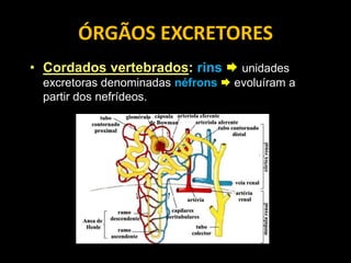 ÓRGÃOS EXCRETORES
• Cordados vertebrados: rins  unidades
 excretoras denominadas néfrons  evoluíram a
 partir dos nefrídeos.
 