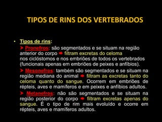 TIPOS DE RINS DOS VERTEBRADOS

• Tipos de rins:
   Pronefros: são segmentados e se situam na região
  anterior do corpo  filtram excretas do celoma. Ocorrem
  nos ciclóstomos e nos embriões de todos os vertebrados
  (funcionais apenas em embriões de peixes e anfíbios).
   Mesonefros: também são segmentados e se situam na
  região mediana do animal  filtram as excretas tanto do
  celoma quanto do sangue. Ocorrem em embriões de
  répteis, aves e mamíferos e em peixes e anfíbios adultos.
   Metanefros: não são segmentados e se situam na
  região posterior do corpo  filtram excretas apenas do
  sangue. É o tipo de rim mais evoluído e ocorre em
  répteis, aves e mamíferos adultos.
 