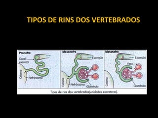 TIPOS DE RINS DOS VERTEBRADOS
 