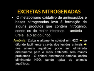 EXCRETAS NITROGENADAS
• O metabolismo oxidativo de aminoácidos e
  bases nitrogenadas leva à formação de
  alguns produtos que contêm nitrogênio,
  sendo os de maior interesse a amônia, a
  uréia ee o ácido úrico..
 Amônia: tóxica e altamente solúvel em H2O  se
  difunde facilmente através dos tecidos animais 
  nos animais aquáticos pode ser eliminada
  diretamente para o meio ambiente sem muitos
  problemas . O animal excretando amônia, acaba
  eliminando H2O, sendo típica de animais
  aquáticos.
 
