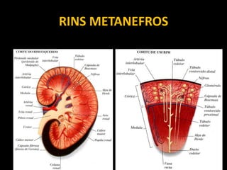 RINS METANEFROS
 