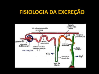FISIOLOGIA DA EXCREÇÃO
 